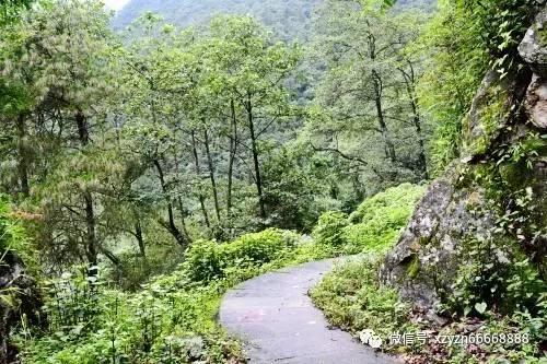 国家林草局:全球圈养大熊猫种群数量达728只